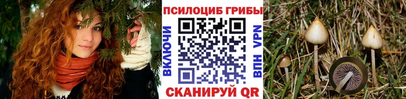 KRAKEN рабочий сайт Чернушка Галлюциногенные грибы мицелий